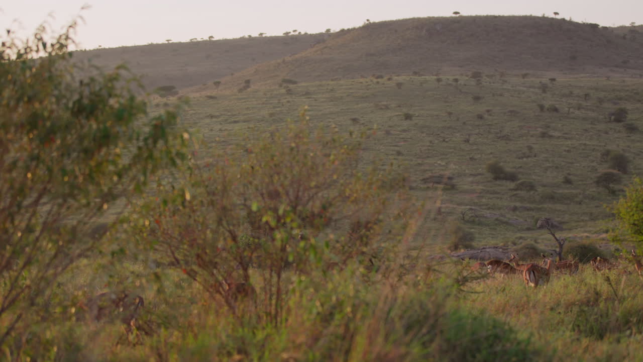 Un branco di impala che pascola sui pendii di colline erbose.