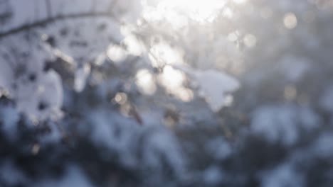 snowy winter branch with berries