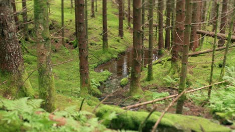 a walk through the enchanted forest