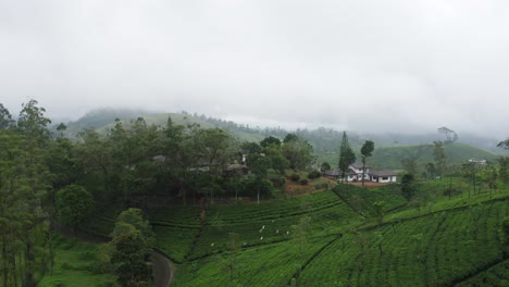 tea plantation in sri lanka with colonial farm in green hills with mist