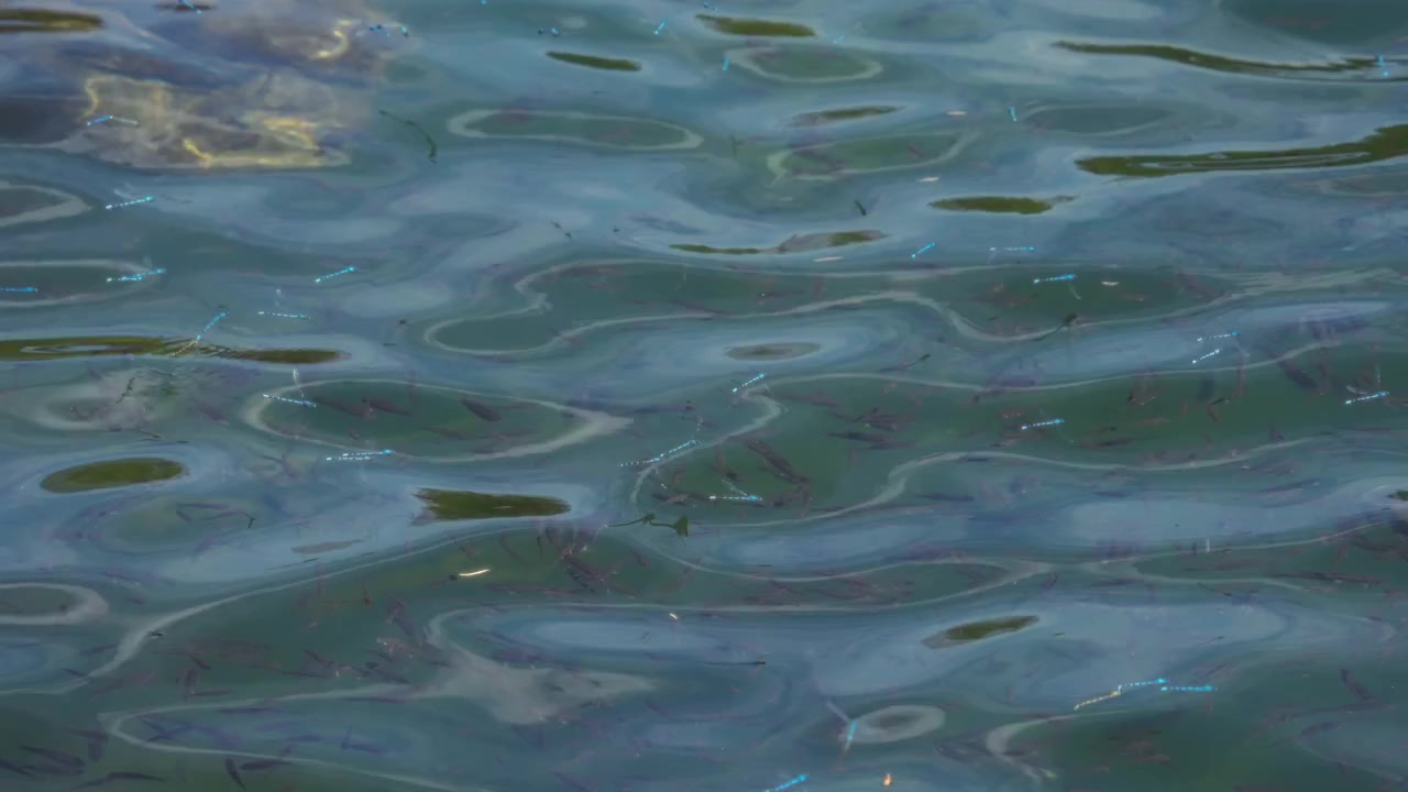 Libellule blu volano sopra il lago.