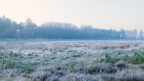 frozen marsh at sunrise/sunset