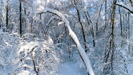 Verschneite-Äste-Im-Wald.-Wintermärchen-Hintergrund