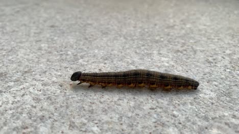 millipede close-up moving insect