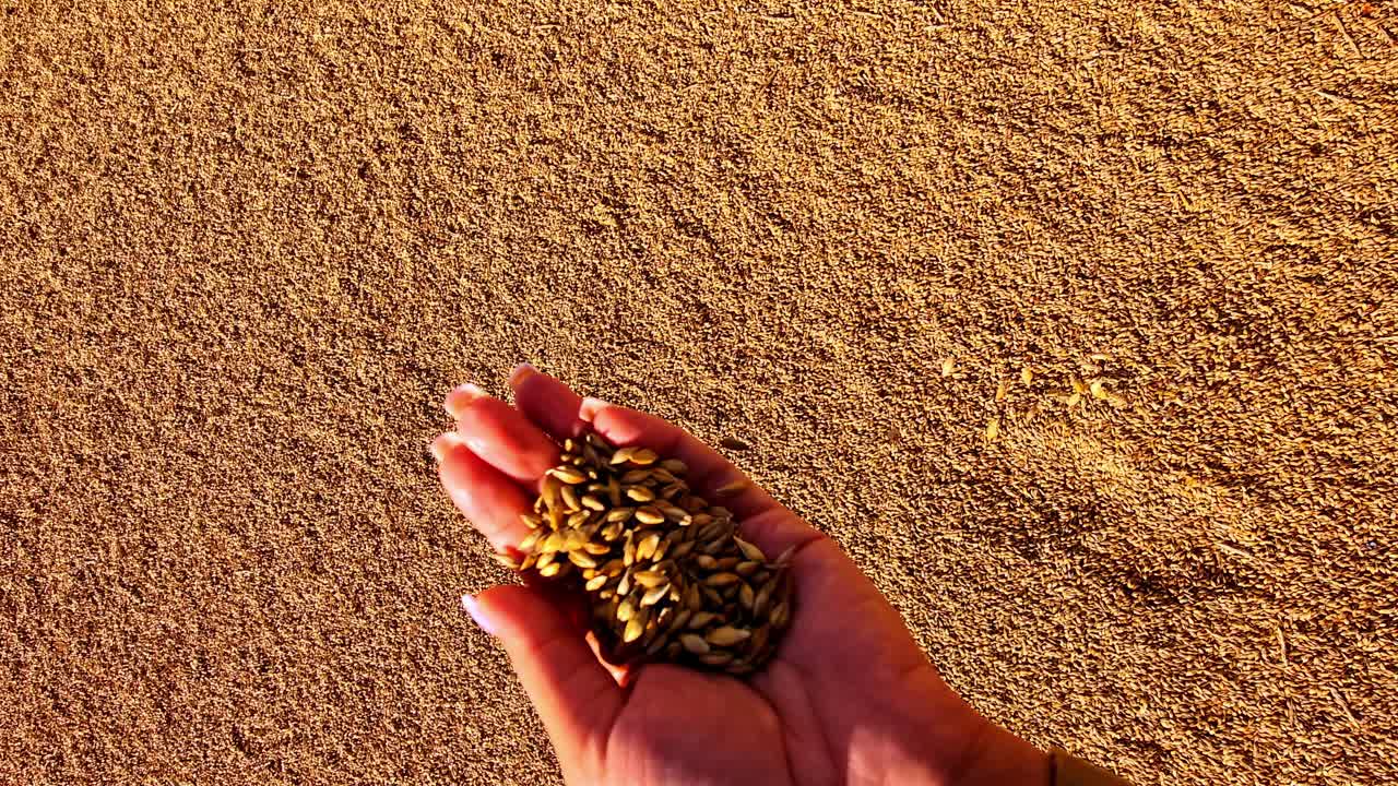Hand holding crop seeds against sandy background, Latvia