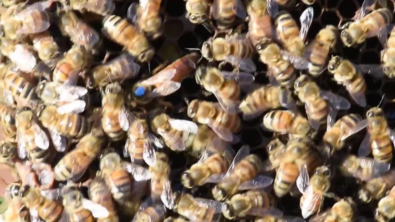 A queen bee, marked with a blue dot, moves about the hive while honey bees diligently work the hive to produce honey for a beekeeper.