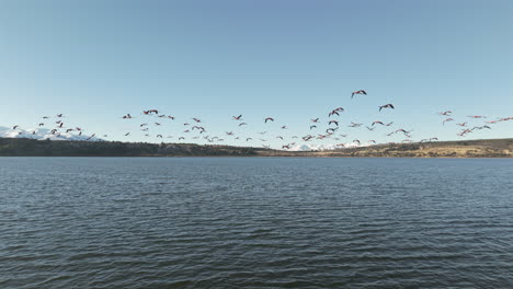 flamingos in synchronized flight over pristine patagonian lake with picturesque andes, wildlife, argentina