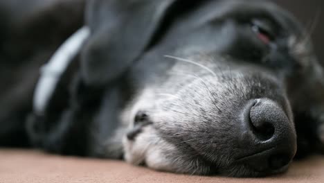 a close-up view of the mouth and nose of a sleeping senior black dog as it lies on the floor at home