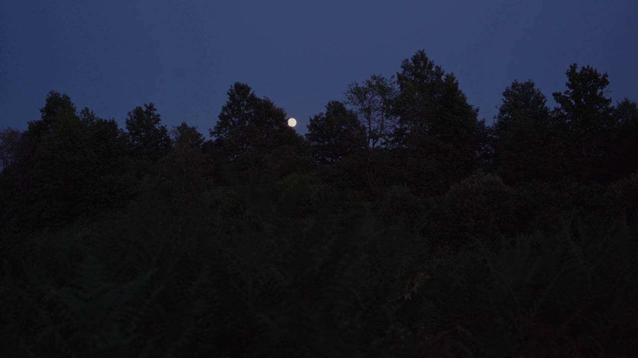 Full moon ascends behind treetops as blue dusk sky transitions to night in timelapse shot
