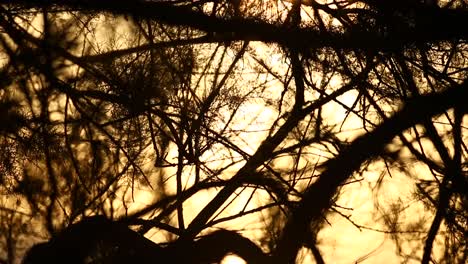 a golden sun shines through dark silhouette tree branches gently swaying in the breeze