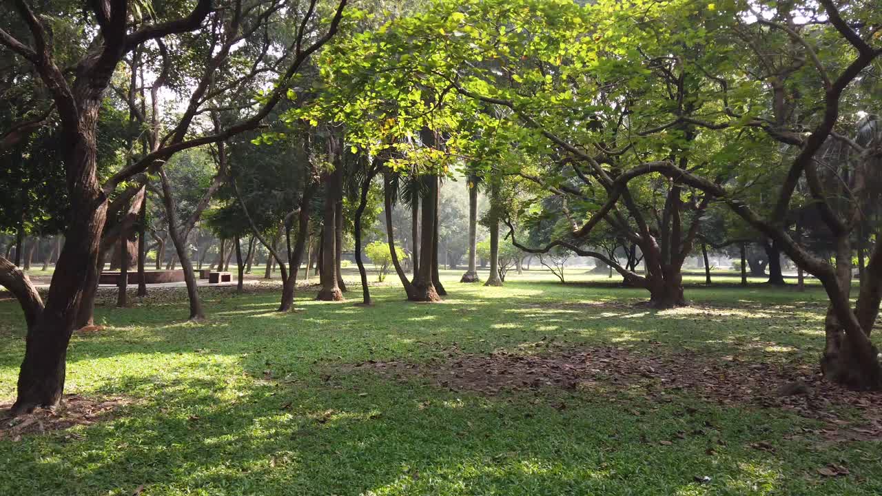 escena del parque con luz solar y árboles