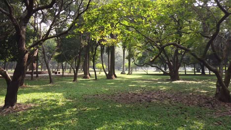 park scene with sunlight and trees