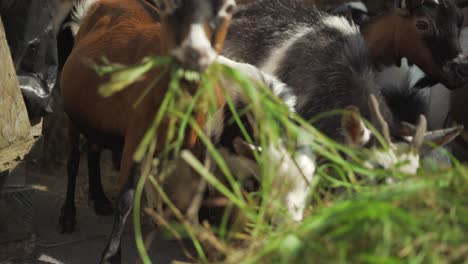 Close-up-of-many-farm-goats-eating-grass-out-of-a-trough-in-an-enclosure-on-a-sunny-day