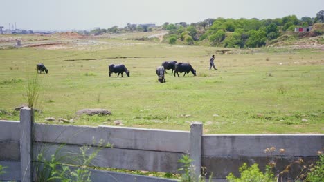 A-slow-mo-view-of-a-villager-in-a-farm-field-and-feeding-the-buffalos