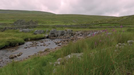 creek near tall grass field and wild flowers in north yorkshire, england countryside