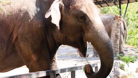 elephant at the zoo