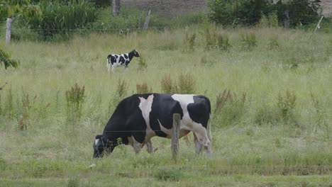 Pasto-Con-Vacas-Pastando-Y-Comiendo-Hierba---Estática