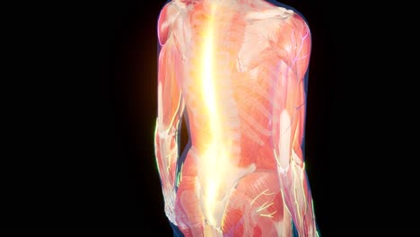 animación 3d médicamente exacta de una espalda dolorida