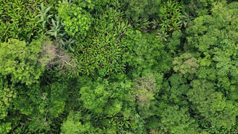 Cinematic-aerial-top-down-view-of-colorful,-dense-rainforest-with-abaca-and-palm-trees-in-Baras,-Catanduanes