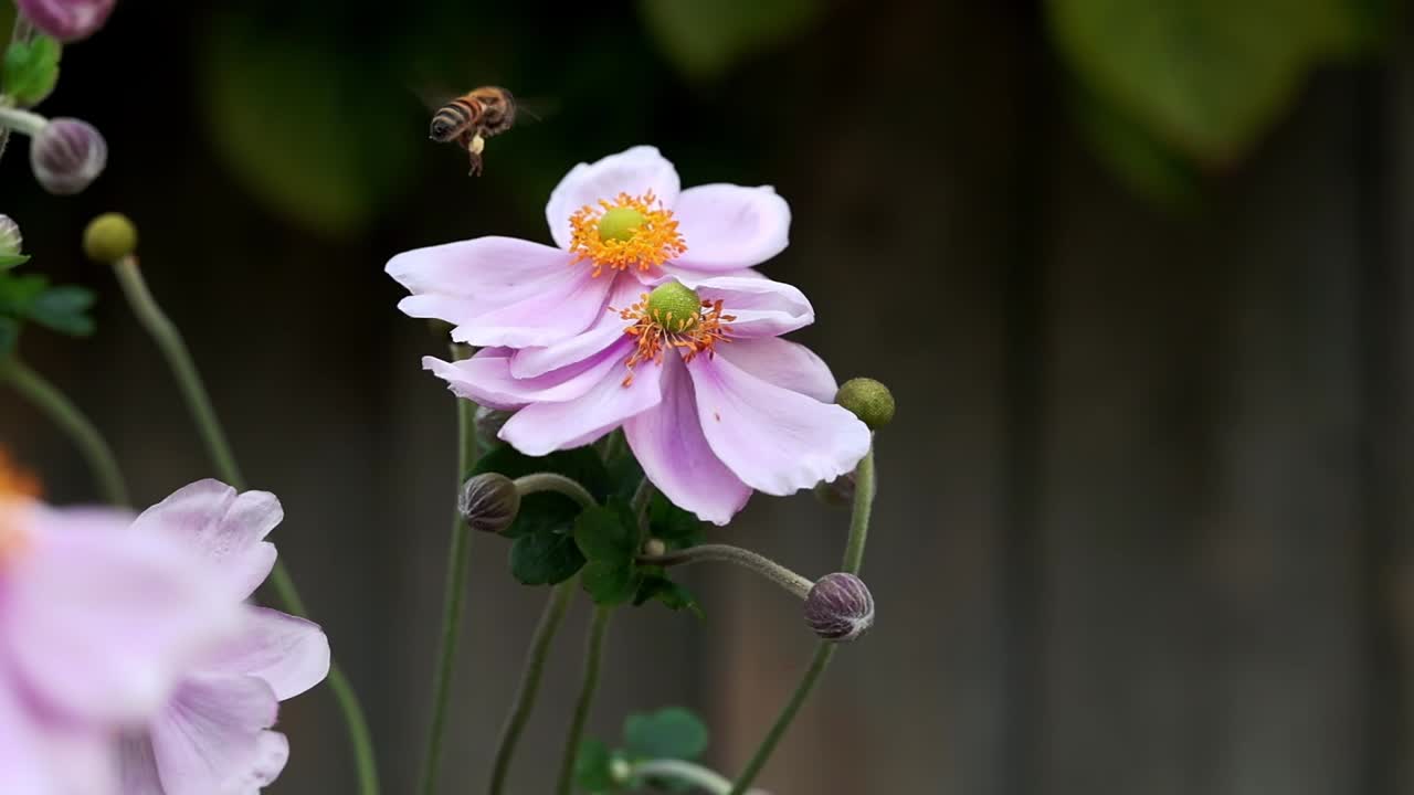 Lebah madu mengumpulkan serbuk sari dari bunga Anemone Jepang merah muda pada hari musim panas yang cerah. Real time