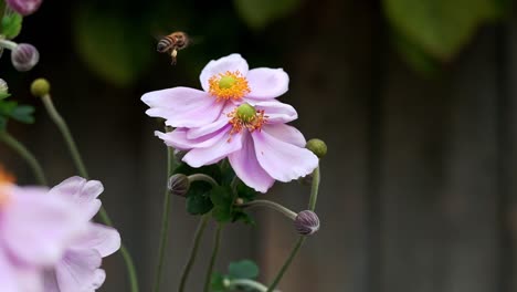 Abeja-Melífera-Recolectando-Polen-De-La-Flor-De-Anémona-Japonesa-Rosa-En-Un-Día-Soleado-De-Verano-En-Tiempo-Real