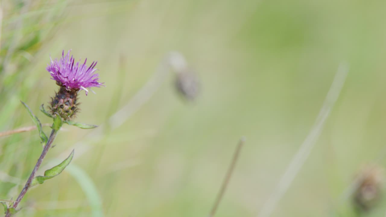 A bee flies toward a vibrant purple thistle flower in a sunlit grassy meadow. Shallow depth of field creates a soft, natural background blur