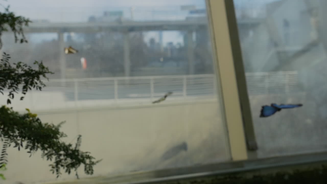 White butterfly is very playful, it chases after a small blue. Flying through the air in slow motion.