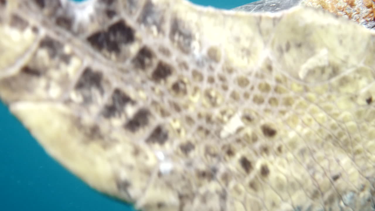 수영하는 거북이를 향해 움직이는 비행기, 수중 카메라