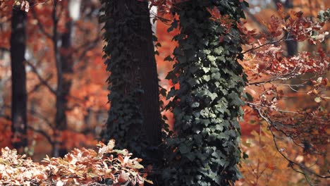 ivy vines entangling old tall trees in the autumn forest