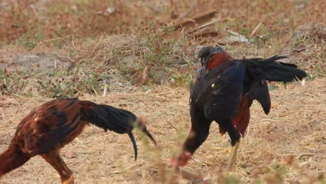 pollos o comiendo comida en la hierba