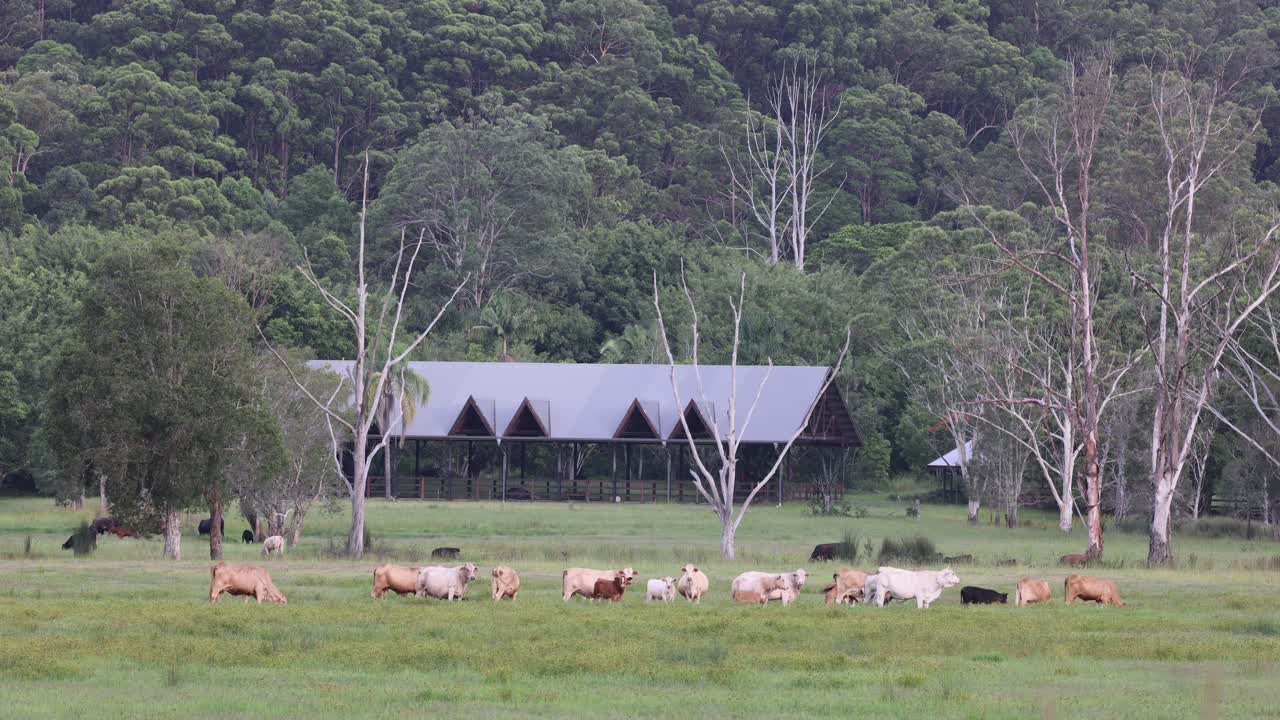 숲 근처 에서 평화롭게 먹이를 먹는 소 들