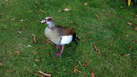 colorful egyptian goose in green meadows at kirstenbosch national botanical garden in cape town, south africa