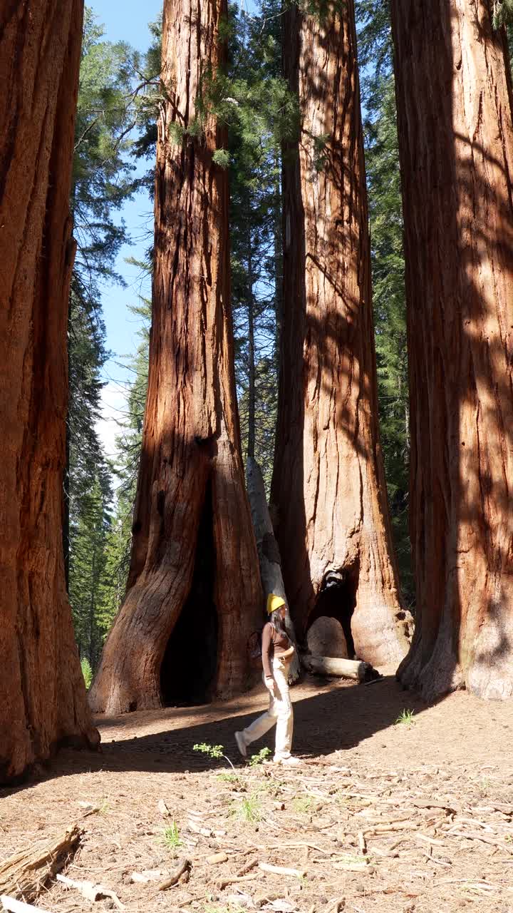Donna che cammina tra imponenti sequoie giganti in una foresta