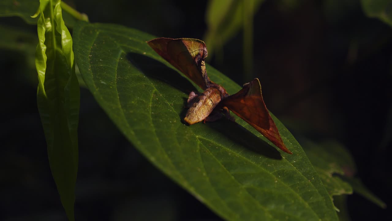 estante circular enfoque primer plano de una polilla durante el día mientras descansa sobre una hoja ancha, polilla marrón y esponjosa de la familia apatelodidae