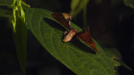 Circular-rack-focus-Closeup-shot-of-a-Moth-during-day-as-its-resting-on-a-wide-Leaf-,-Apatelodidae-family-brown-and-fluffy-moth