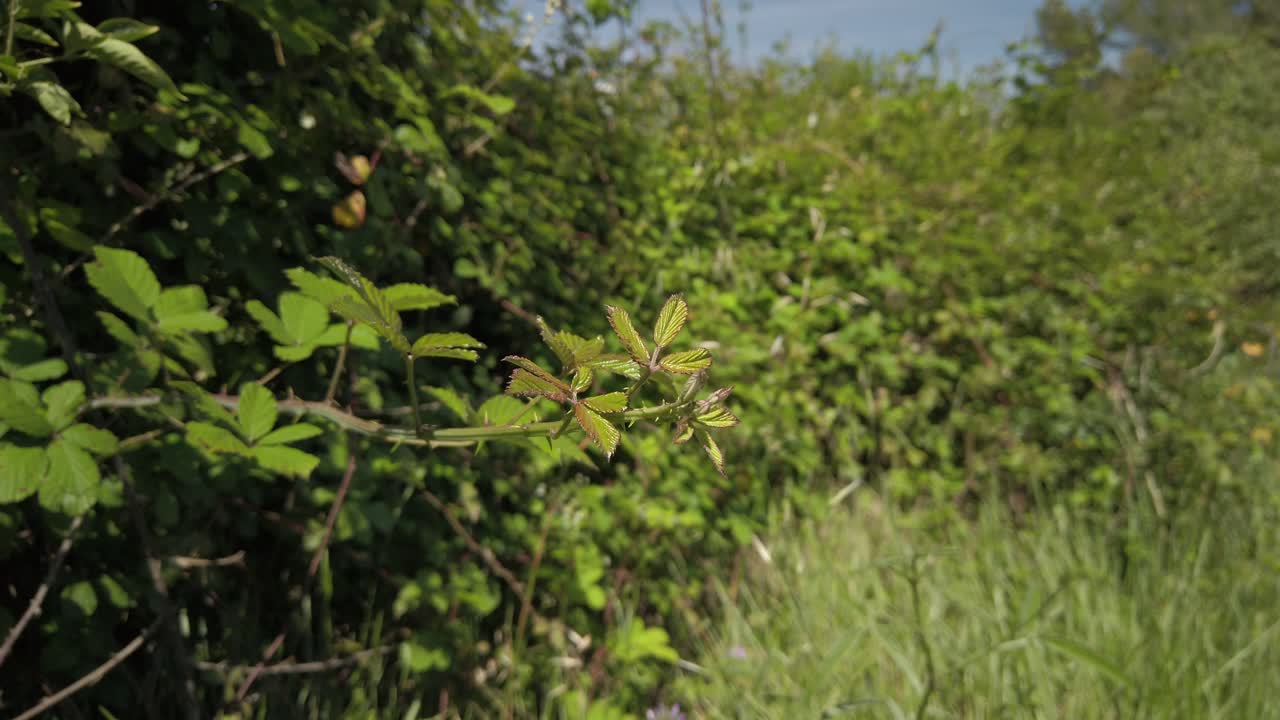 En Elm-bladet Brombærplante uden frugt bevæger sig i vinden og den klare sol.
