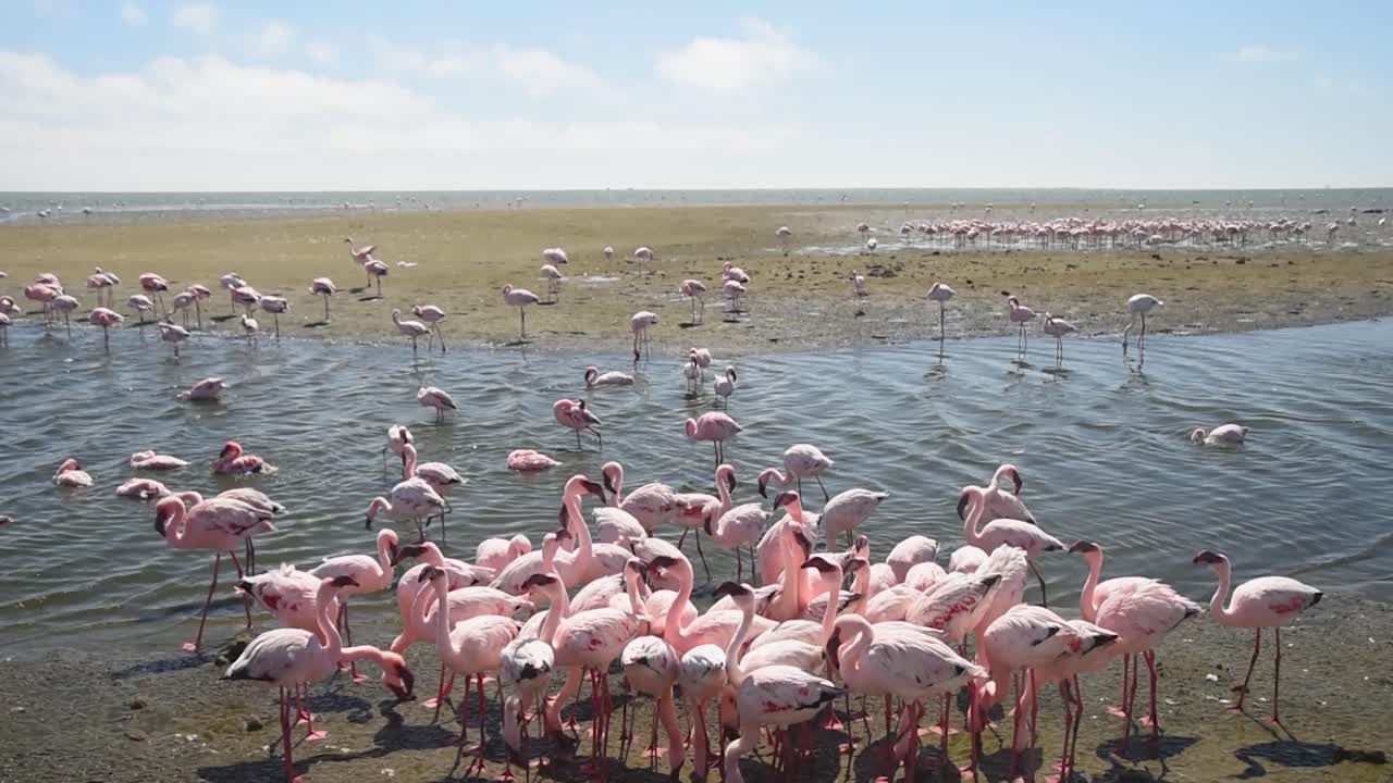 Flock of Flamingos on Beach