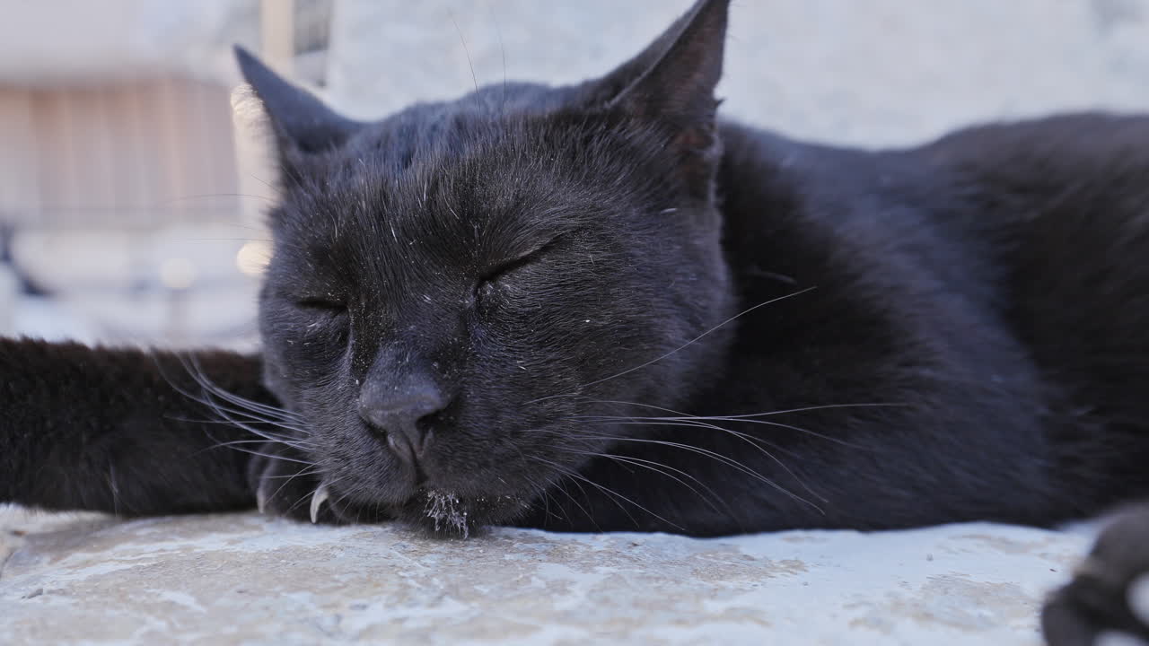 Street cat resting in greece in vertical