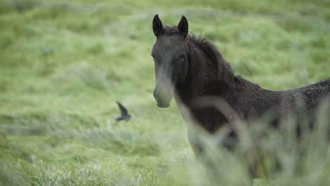 Caballo-De-Potro-Joven-Parado-En-Un-Prado-Lluvioso-En-El-Campo,-Galopando-En-Cámara-Lenta