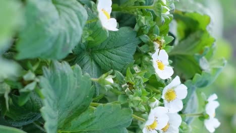 growing homemade organic ecological strawberries a bush of strawberries with berries in the garden growing homemade organic ecological strawberries a bush of strawberries with berries in the garden home gardening scientific organic agriculture closeup slow motion