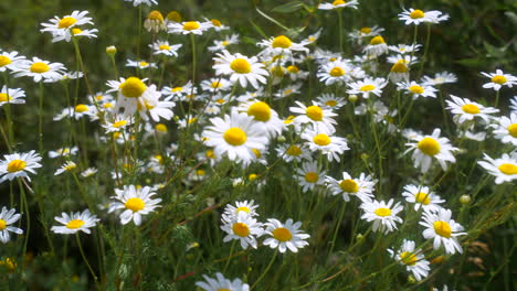 Filmische-Friedliche-Zeitlupenbrise-Bunt-Colorado-Sommer-Weißes-Gänseblümchen-Wildblume-Rocky-Mountains-Keystone-Breckenridge-Vail-Aspen-Valley-Tagsüber-Nachmittag-Schöner-Reiseurlaub