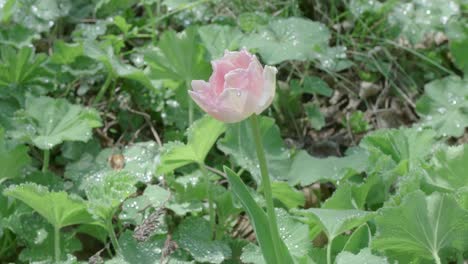dolly in on light pink tulip wet from the rain, garden background