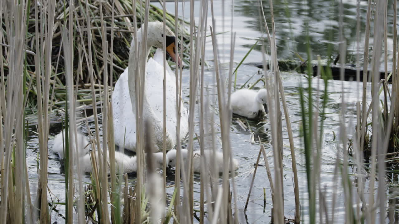 A mother swan and her cygnets take their first swim together in the calm pond at sunrise.