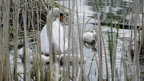 a mother swan and her cygnets take their first swim together in the calm pond at sunrise.