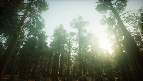 paisaje de puesta de sol brumosa del bosque de secuoya