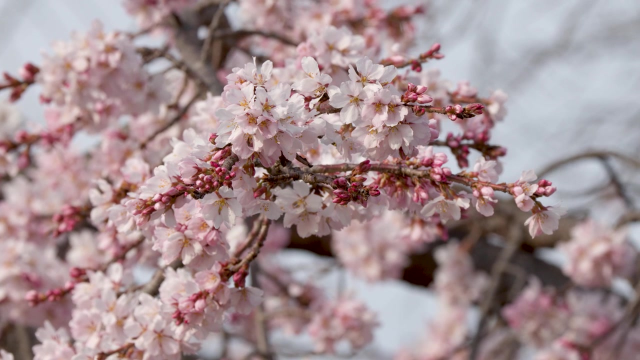 Kyoto'da bahar aylarında dallarda açan pembe sakura çiçeklerinin yakın çekim görüntüsü.