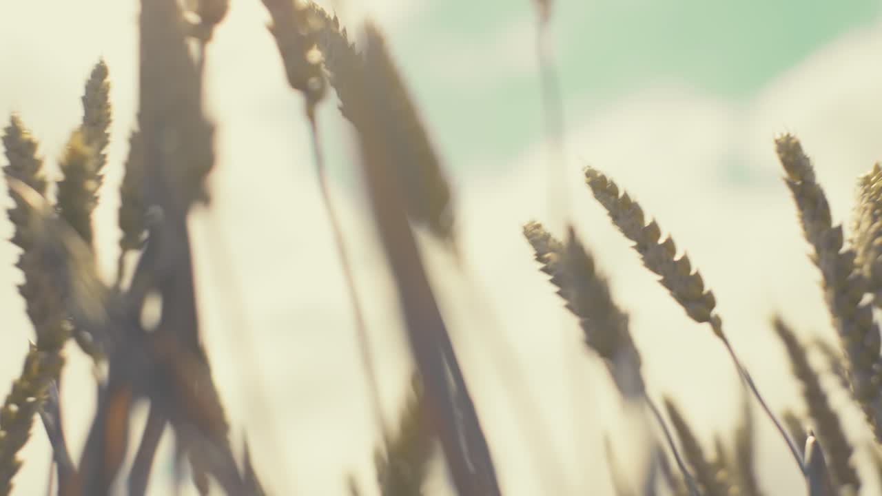 Golden wheat field in the sunshine, showcasing ripe grains ready for harvest. This close-up shot captures the beauty and abundance of nature, symbolizing growth, agriculture, and healthy living.