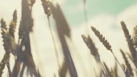 golden wheat field in the sunshine, showcasing ripe grains ready for harvest. this close-up shot captures the beauty and abundance of nature, symbolizing growth, agriculture, and healthy living.