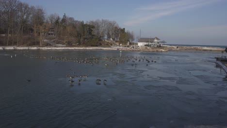 Una-Toma-Estática-Mirando-Gansos-Y-Patos-En-Invierno-En-Un-Puerto-Parcialmente-Congelado