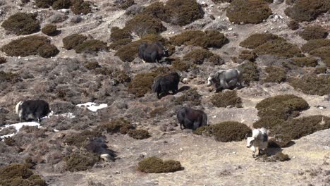 algunos yaks disfrutando de un pasto alpino en las altas montañas del himalaya de nepal
